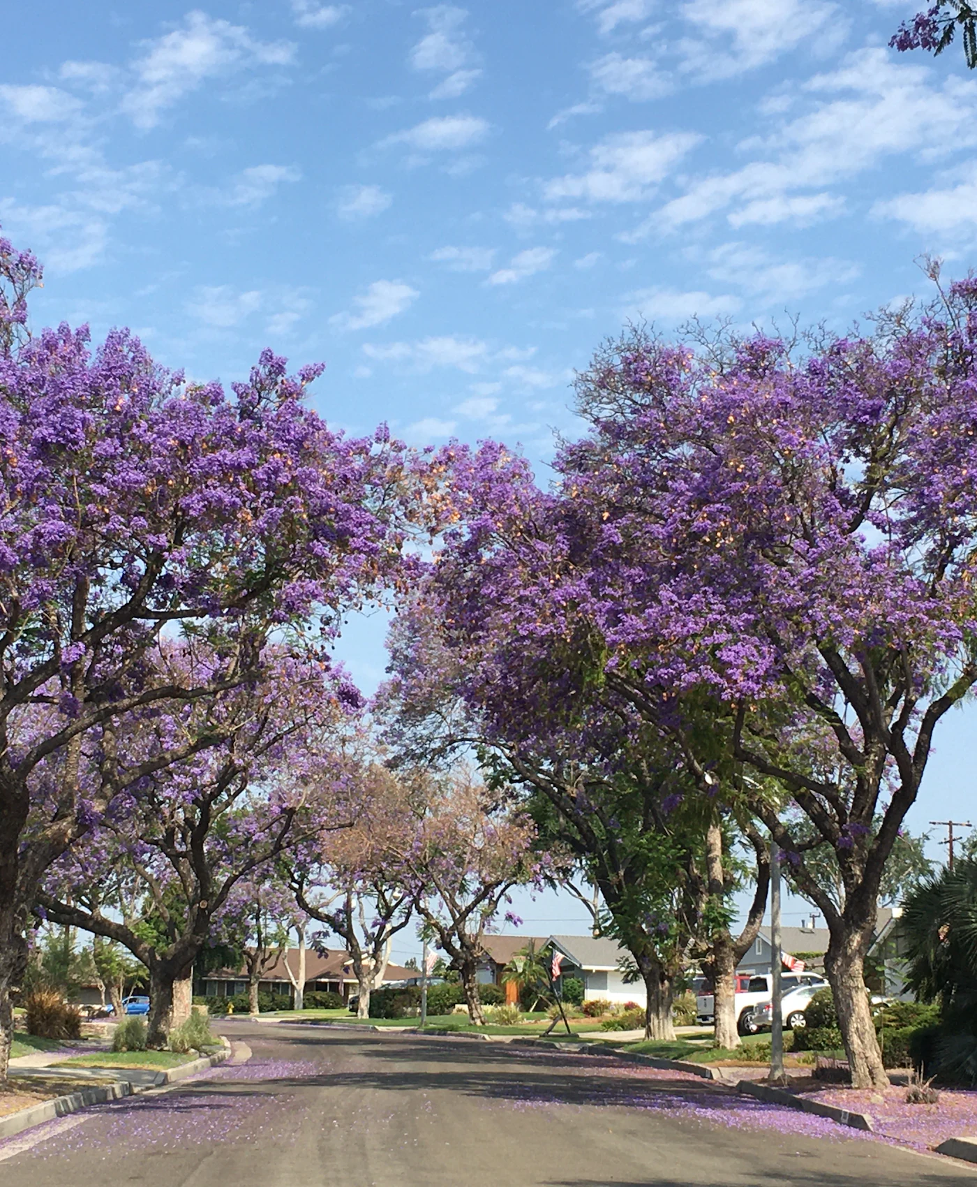 Jacaranda trees flowering along a residential street in Fullerton