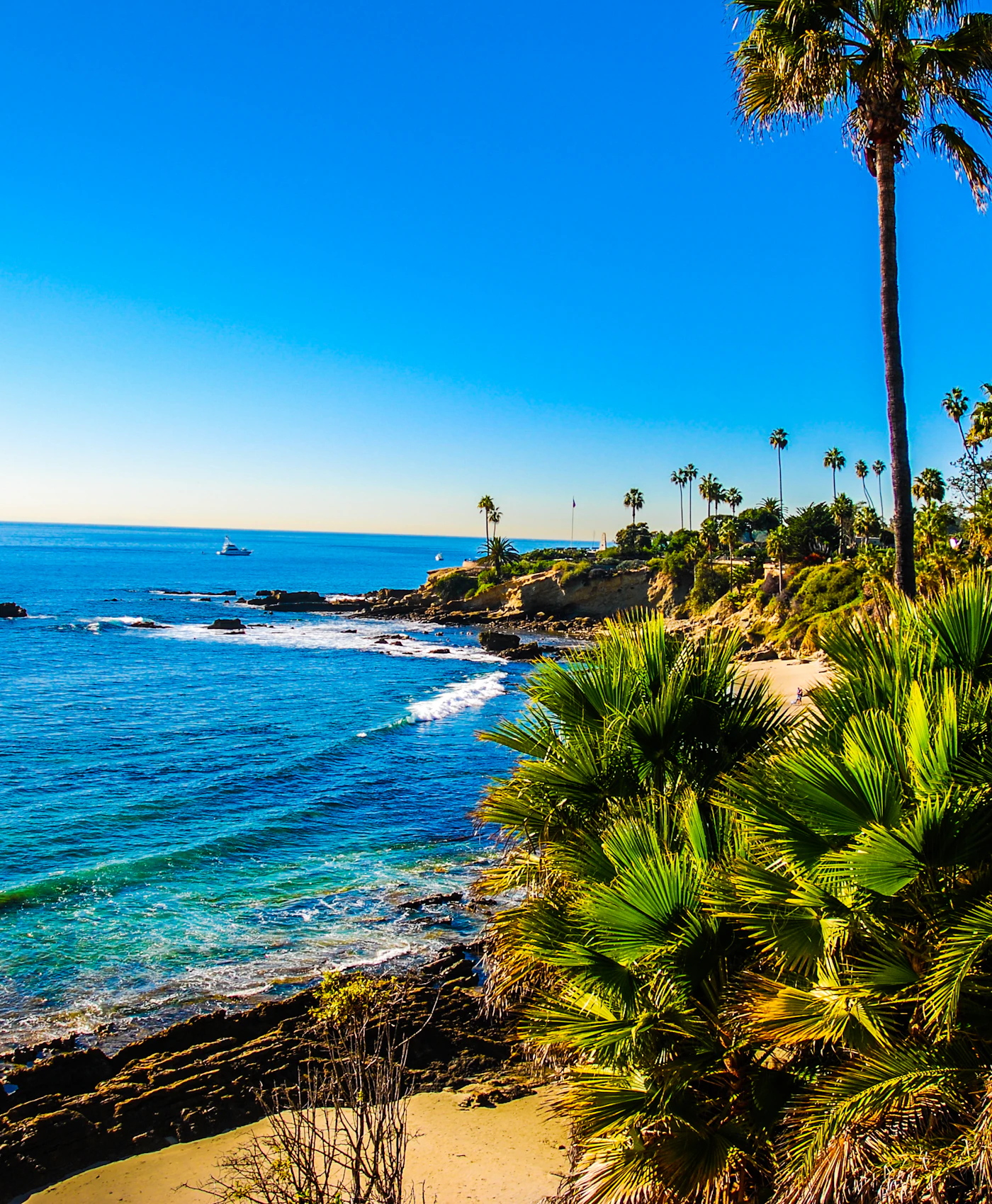 Palm trees overlooking the coast in Laguna Beach